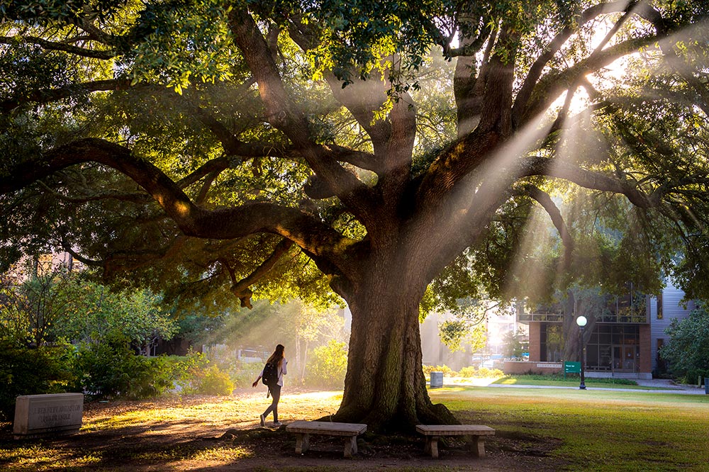 Trees and sunlight